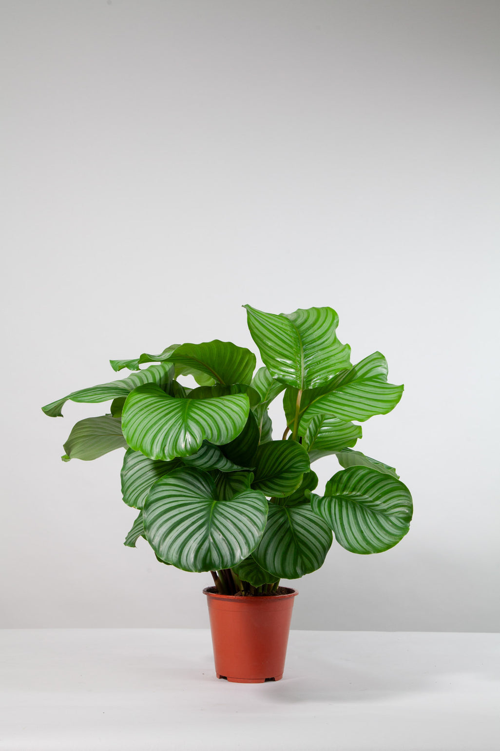 files/IndoorPlants-StudioShots13.11.2023-517.jpg